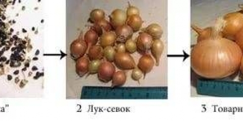 Kada saditi luk na uralu